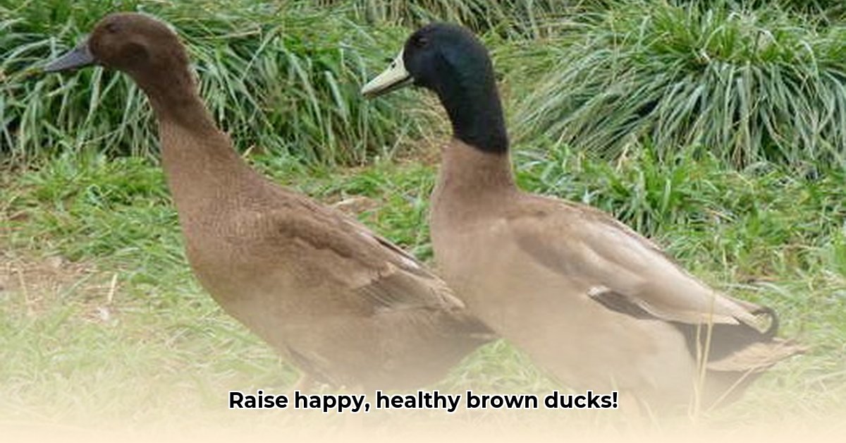 brown-ducks-from-tractor-supply
